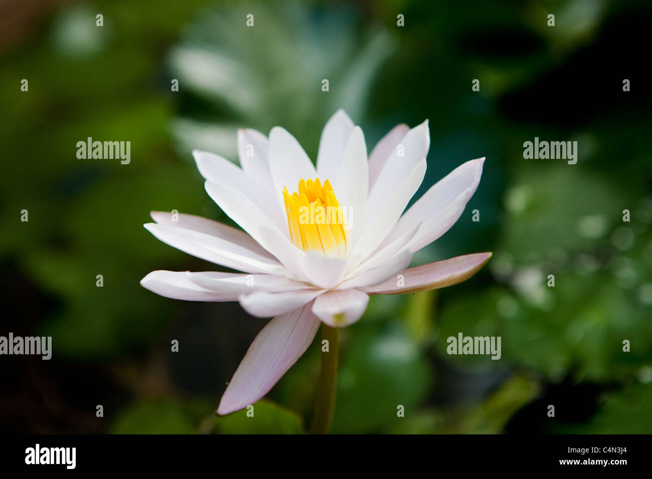 A water lily which was located in a Bangkok garden Stock Photo