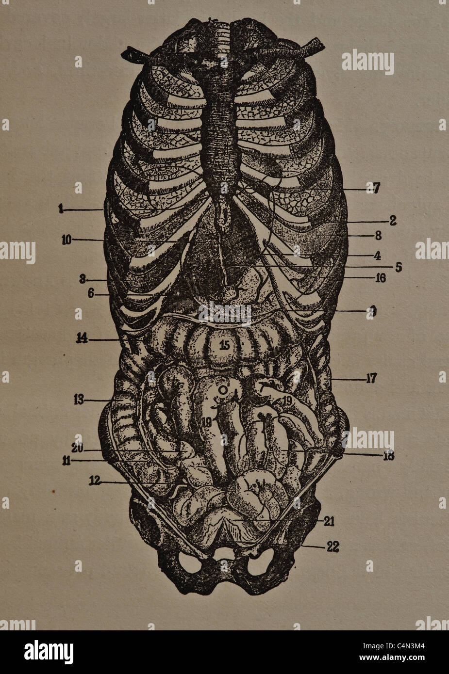 Antique medical illustration of human viscera, internal organs and the abdominal cavity. Stock Photo