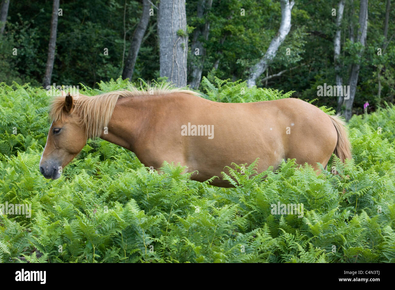 New Forest pony Equus Ferus Caballus Stock Photo