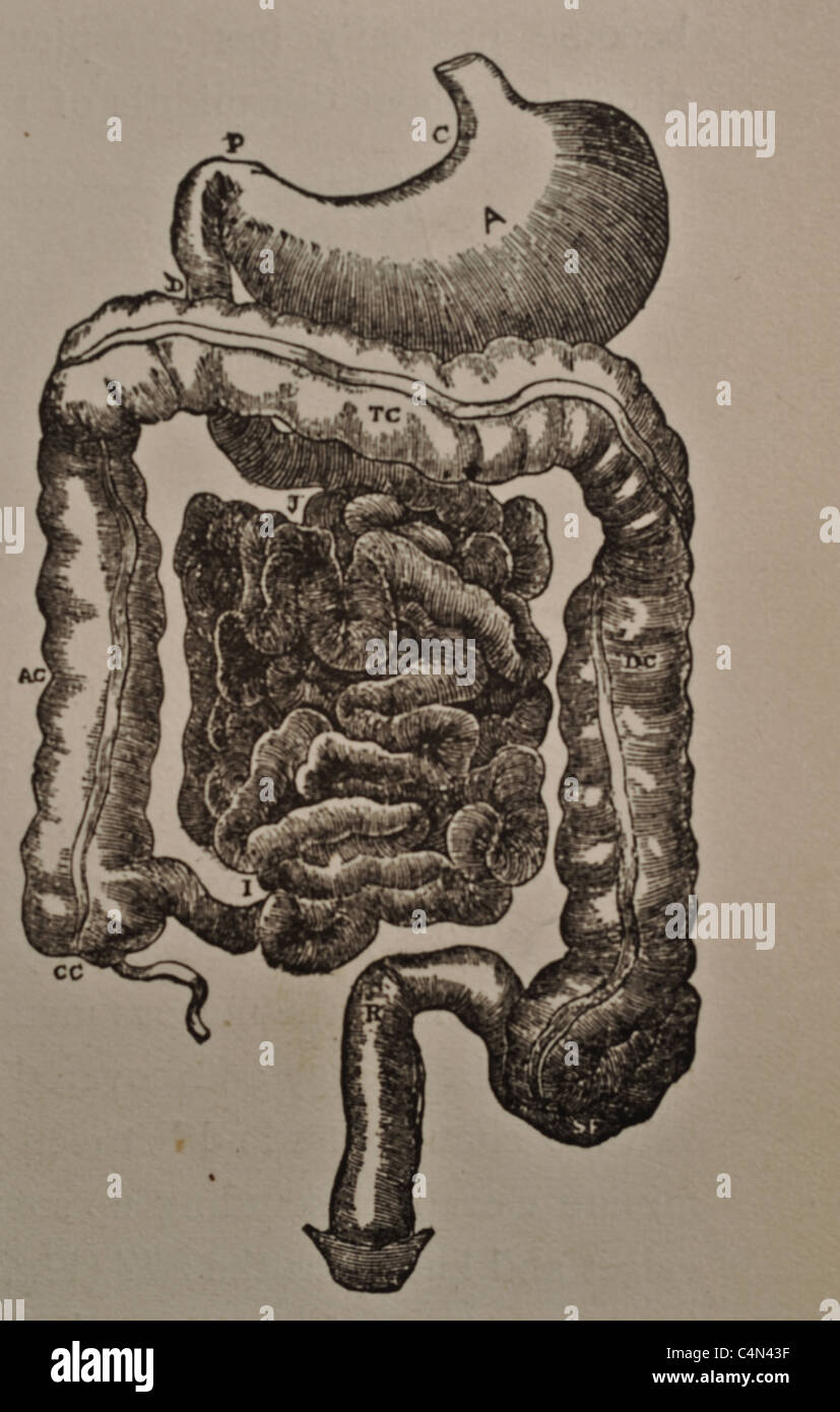 Antique medical illustration of human viscera, internal organs and the abdominal cavity. Stock Photo