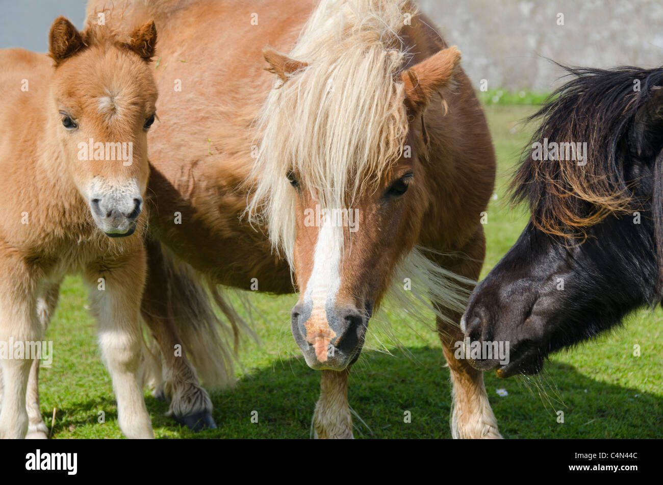 Scotland, Shetland Islands, Mainland, Lerwick. Purebred Shetland ponies. Stock Photo