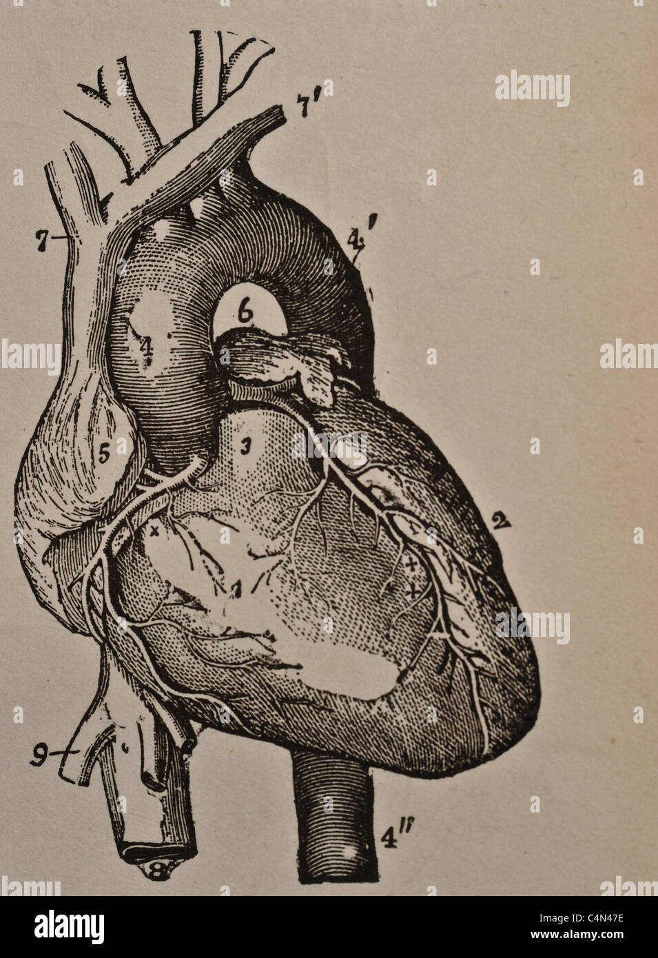 Antique medical illustration of a human heart and cardiovascular system ...
