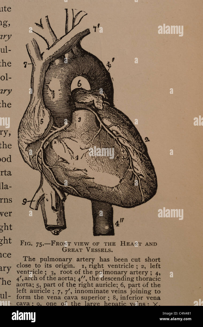 Antique medical illustration of a human heart and cardiovascular system ...