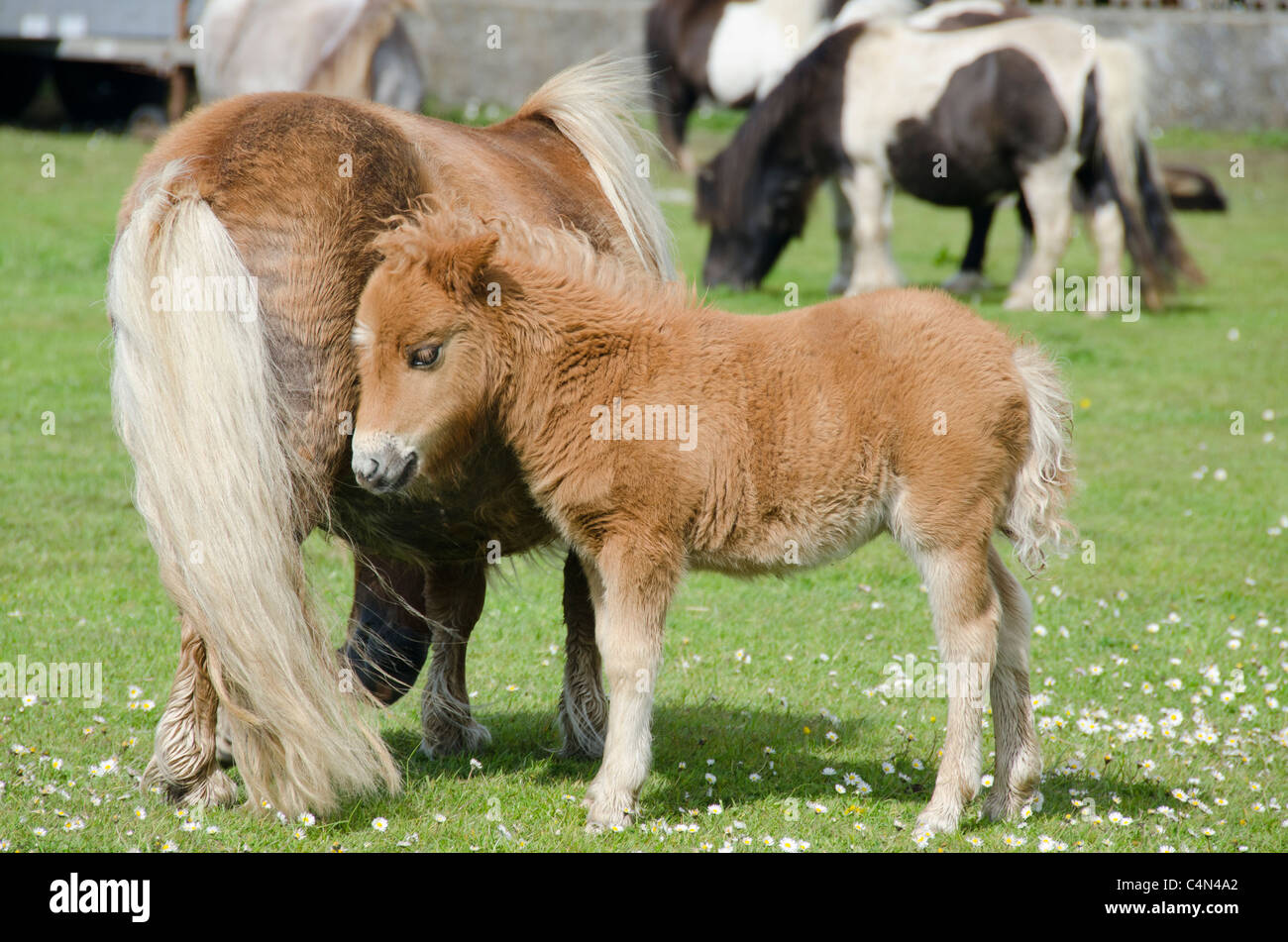 Scotland, Shetland Islands, Mainland, Lerwick. Purebred Shetland ponies, mare and foal. Stock Photo
