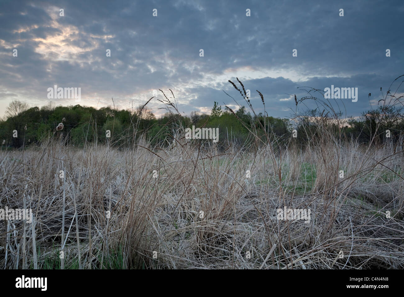 Sunset over a dead marshland in early spring.  East Gwillimbury, Ontario, Canada. Stock Photo