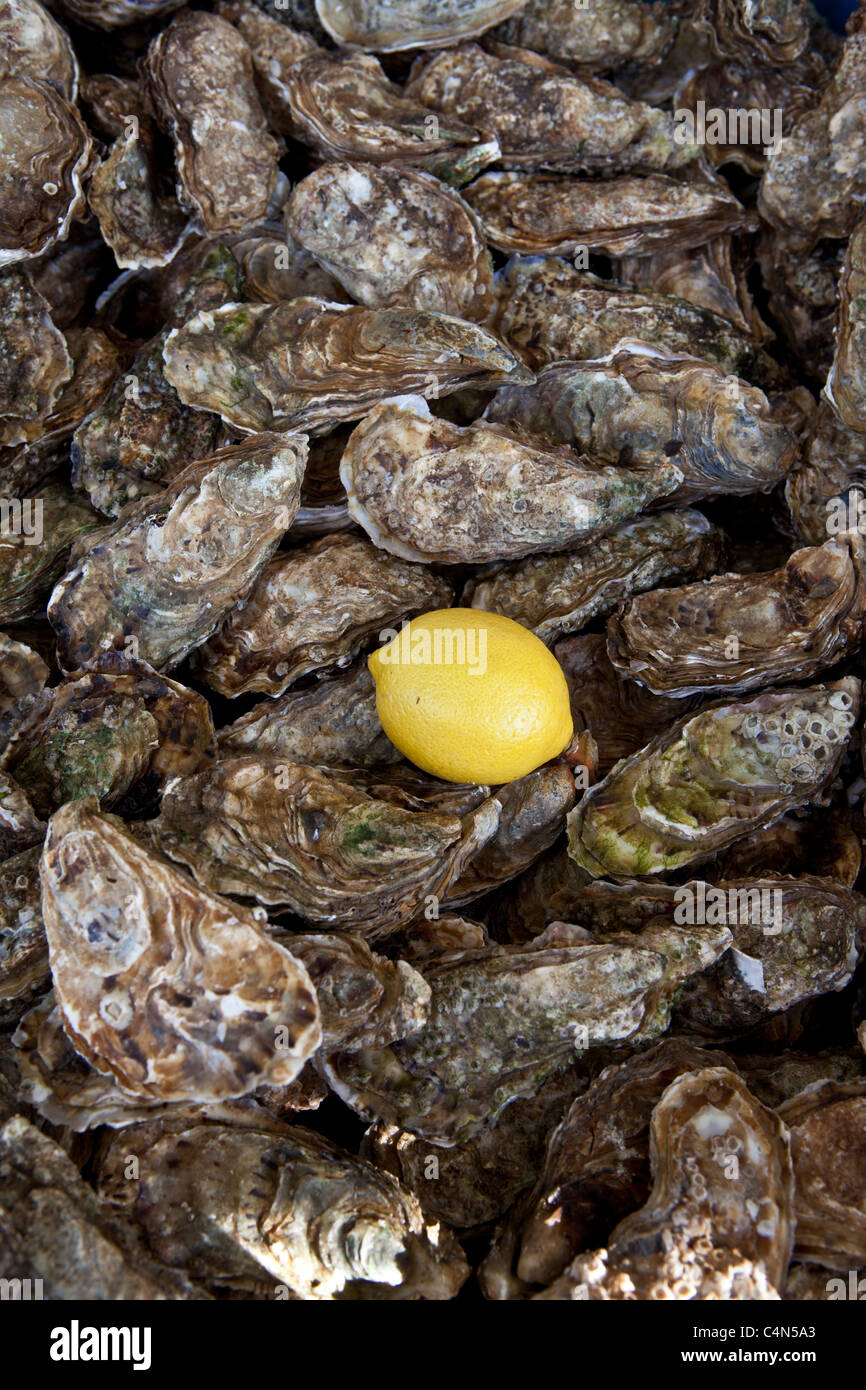 Freshly-caught live oysters, fin de claires, on sale at food market at La Reole in Bordeaux region of France Stock Photo