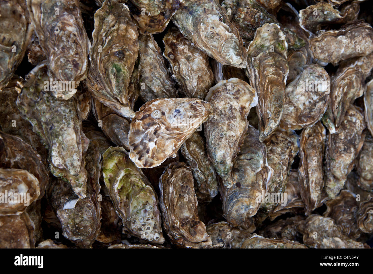Freshly-caught live oysters, fin de claires, on sale at food market at La Reole in Bordeaux region of France Stock Photo