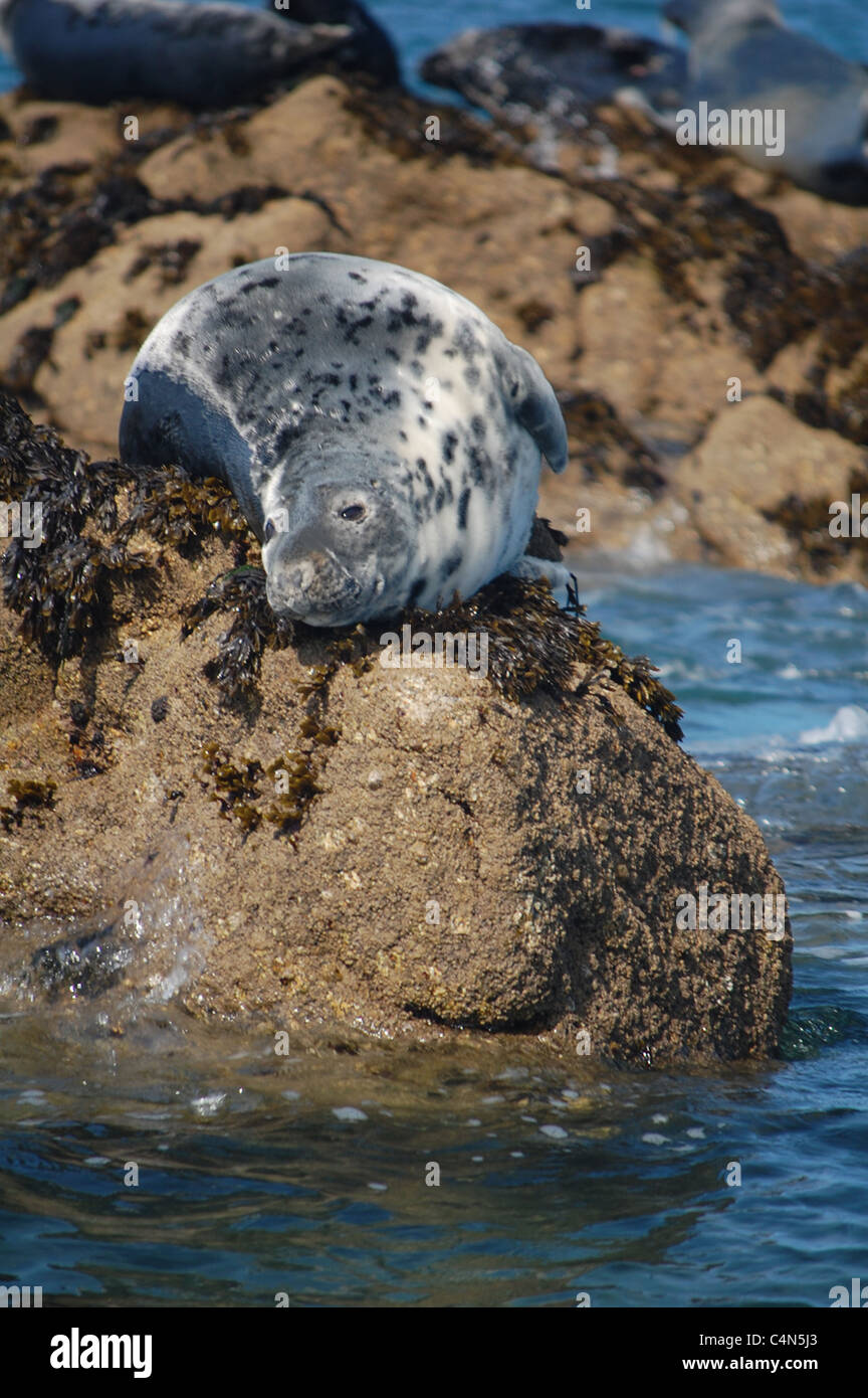 grey seal on shores off the British Isles Stock Photo