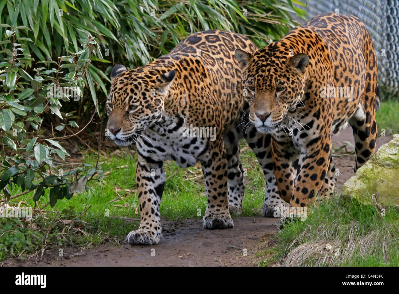 Jaguar at chester zoo hi-res stock photography and images - Alamy
