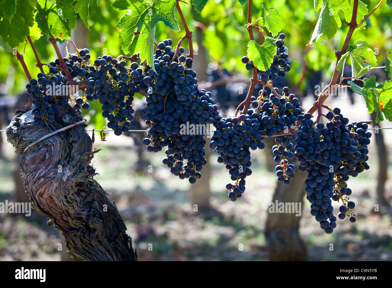 Ripe Merlot grapes at the famous Chateau Petrus wine estate at Pomerol in the Bordeaux region of France Stock Photo