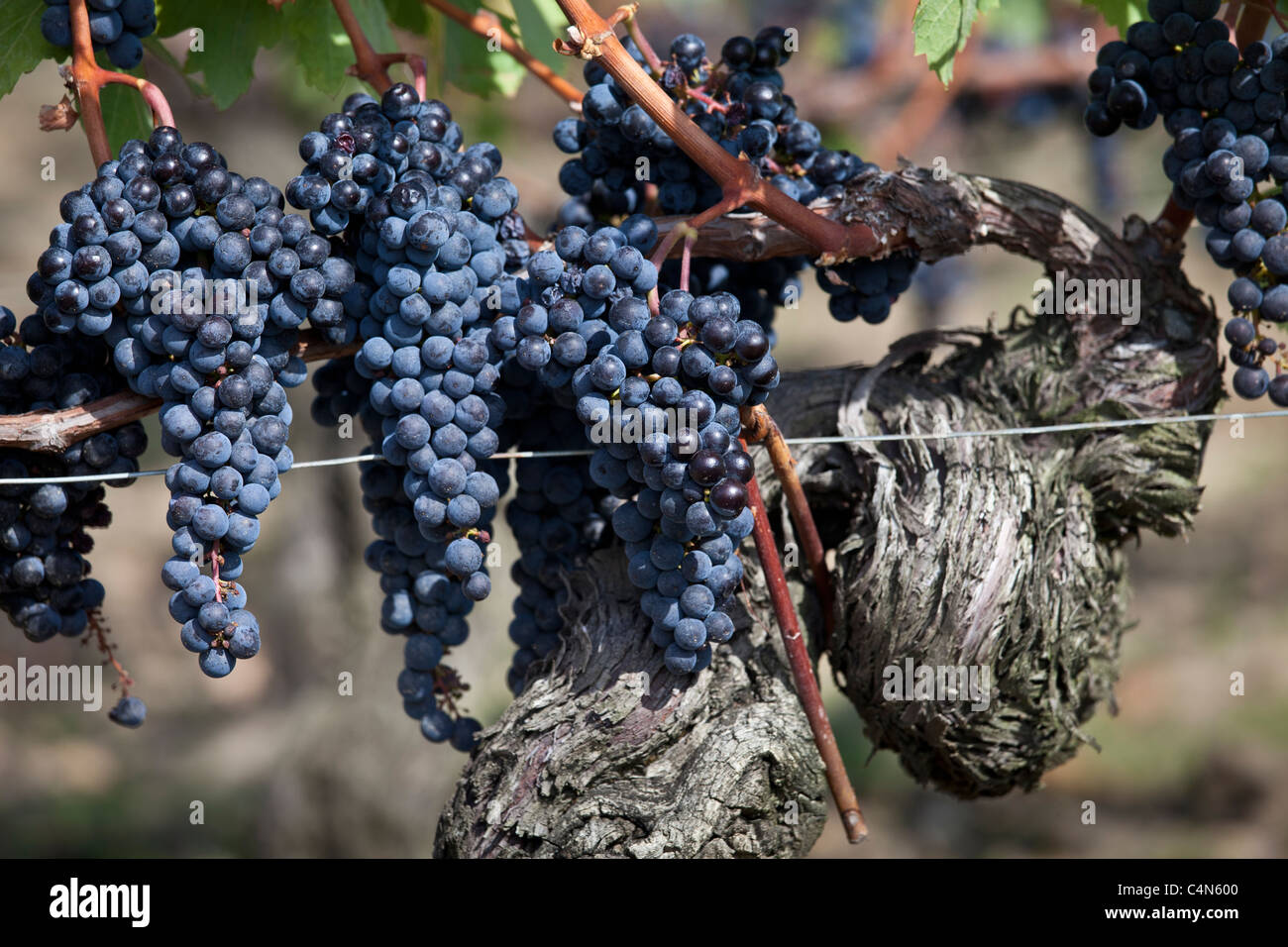 Ripe Merlot grapes on ancient vine at famous Chateau Petrus wine estate at Pomerol in Bordeaux region of France Stock Photo