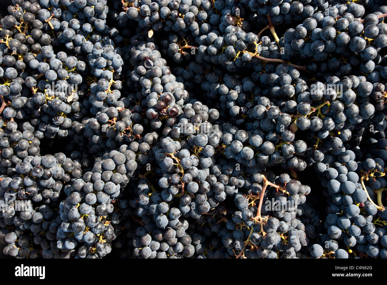 Freshly picked ripe Merlot grapes harvest at famous Chateau Petrus wine estate at Pomerol in Bordeaux region, France Stock Photo