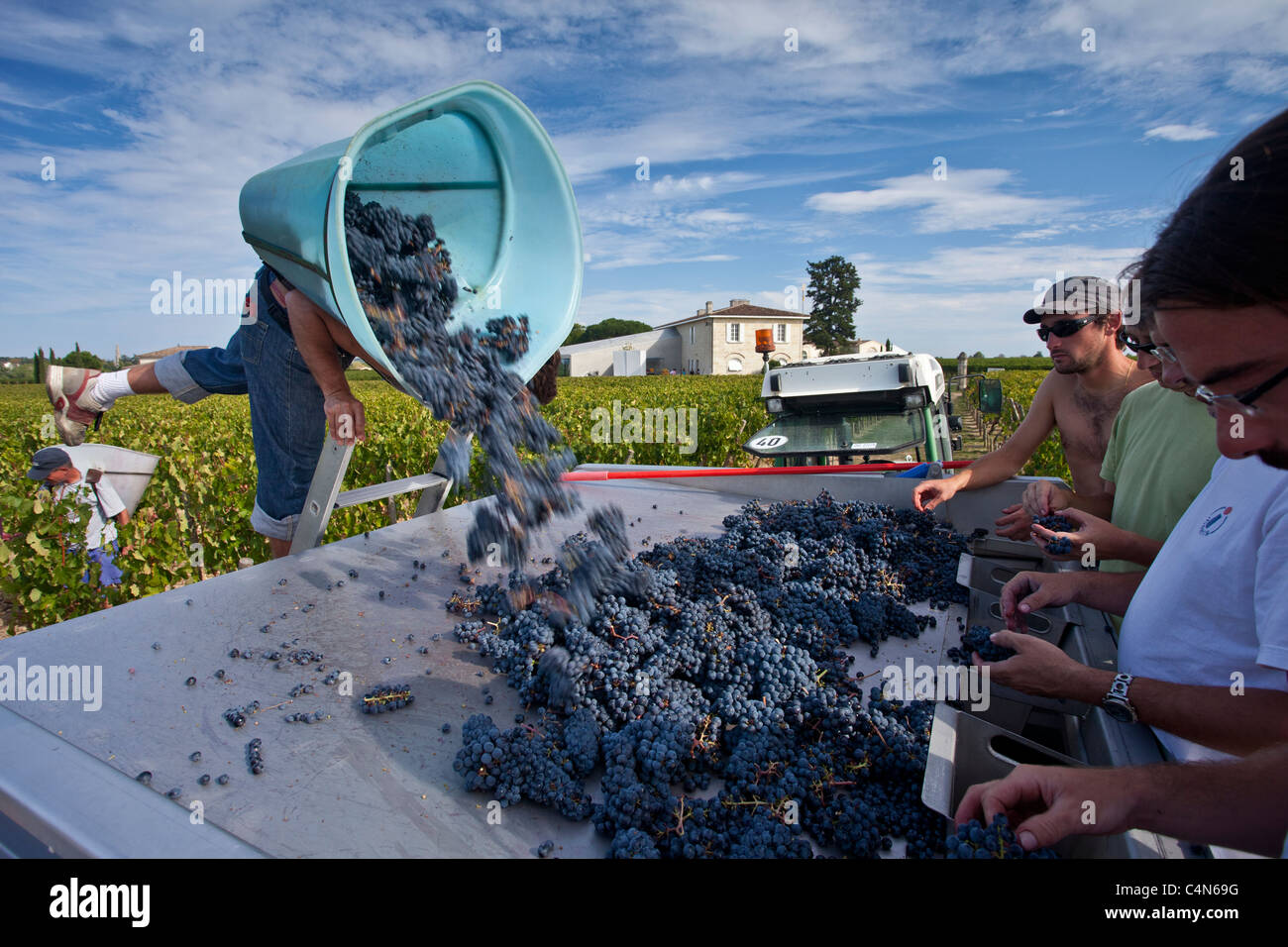 Wine harvest, vendange, Cabernet Franc grapes picked and sorted by hand at Chateau Lafleur, Pomerol, Bordeaux, France Stock Photo