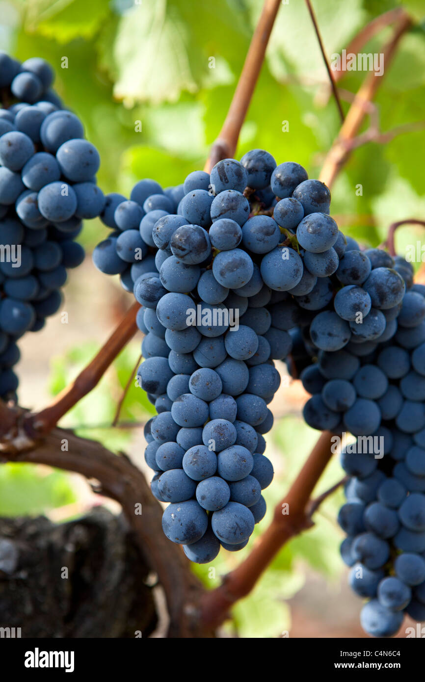 Merlot grapes on ancient vine at Chateau Lafleur at Pomerol in the Bordeaux region of France Stock Photo