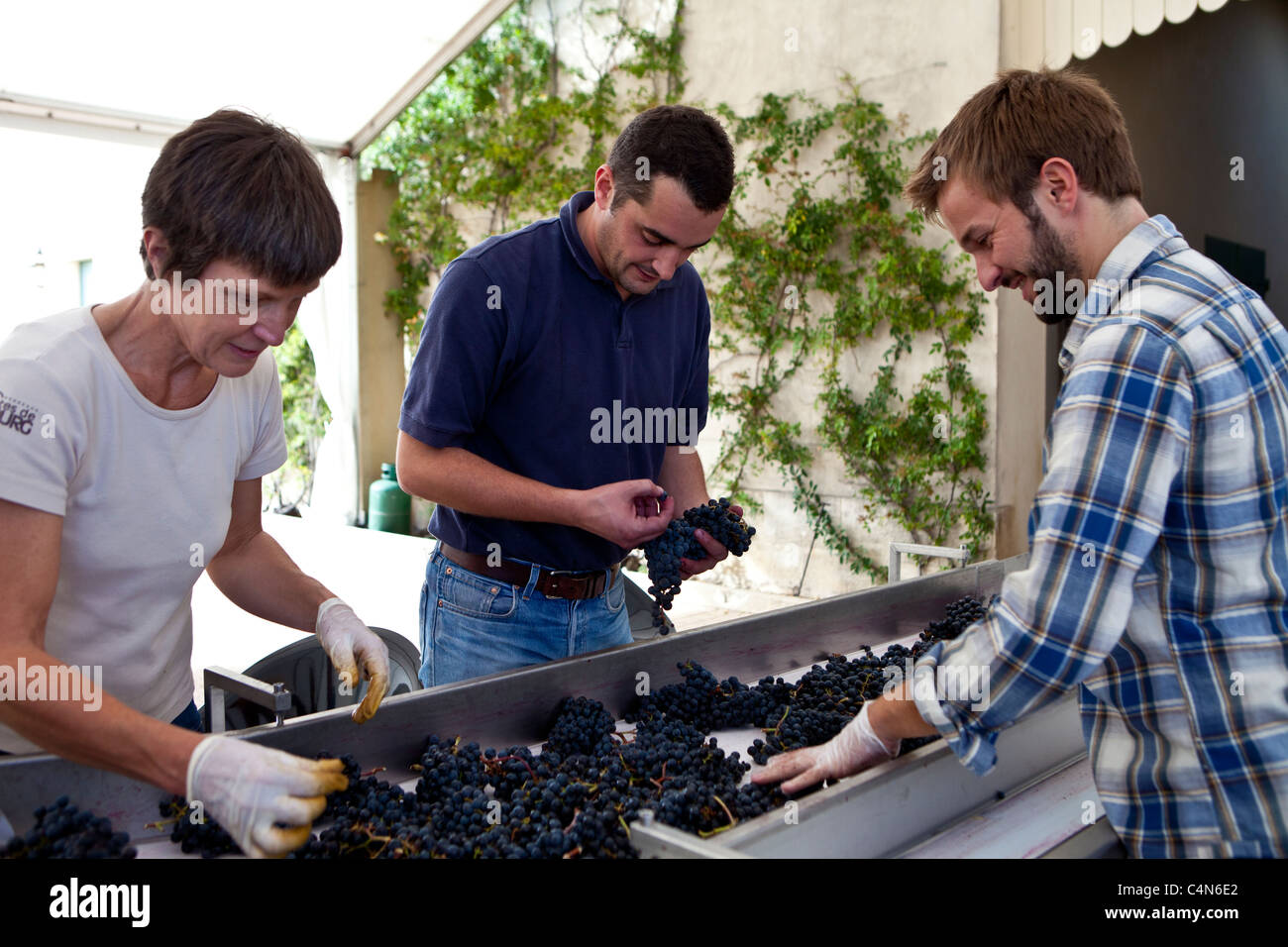 Olivier Berrouet, Oenologist, helps sort grapes by hand at famous Chateau Petrus wine estate at Pomerol in Bordeaux, France Stock Photo