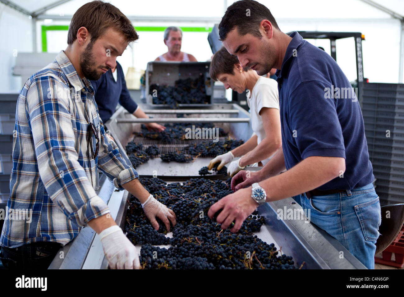 Olivier Berrouet, Oenologist, helps sort grapes by hand at famous Chateau Petrus wine estate at Pomerol in Bordeaux, France Stock Photo