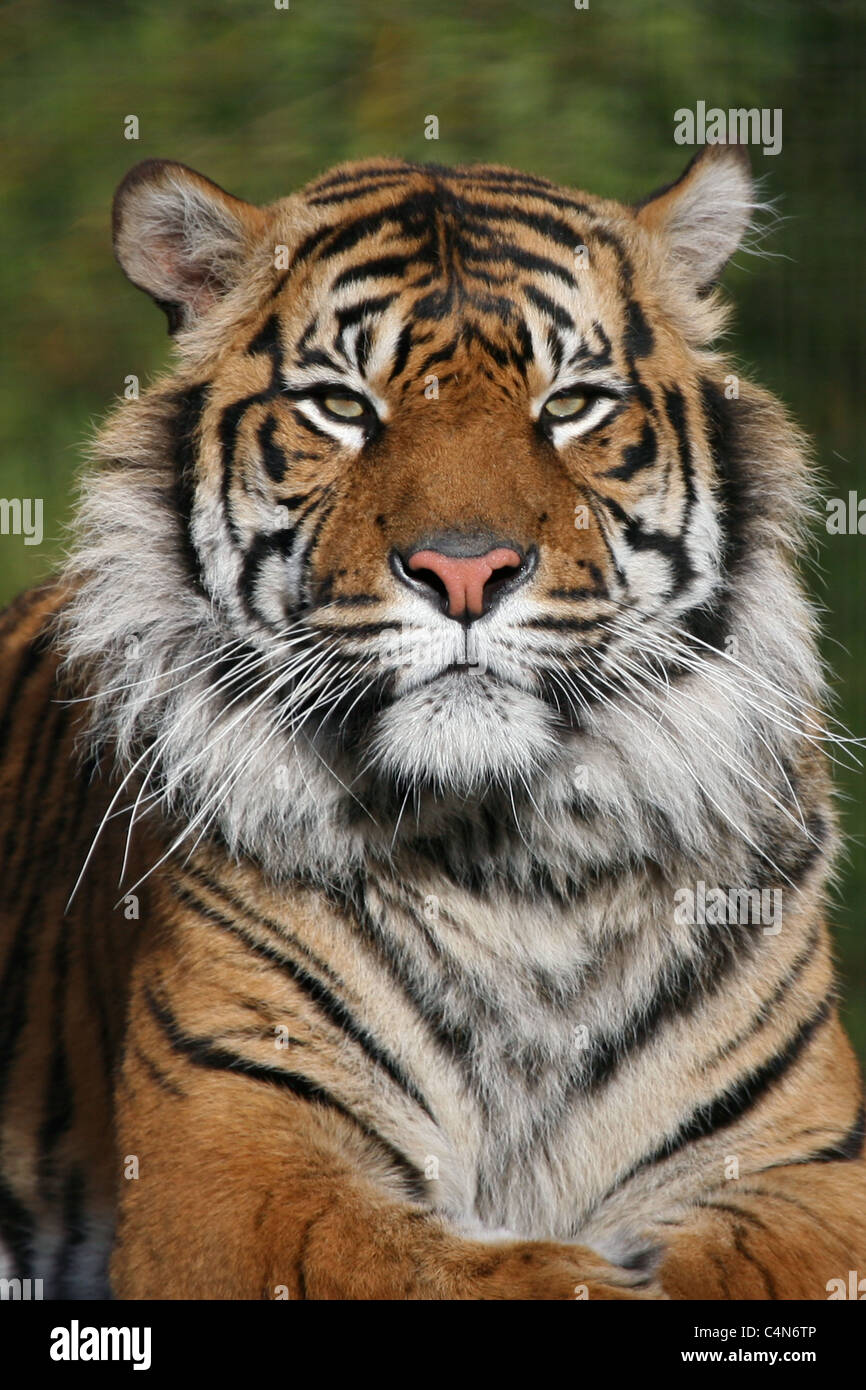 Sumatran tiger Stock Photo