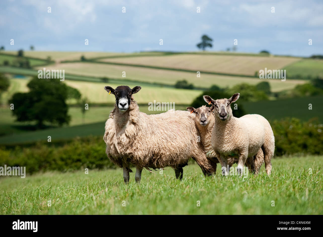 Mule ewes in Devon countryside with lambs sired by Charollais ram Stock  Photo - Alamy
