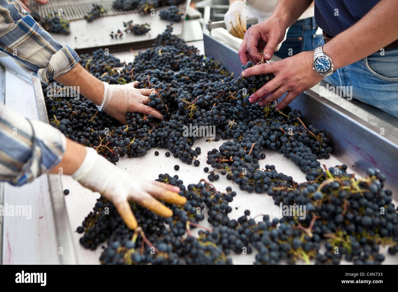 Sorting grapes by hand at famous Chateau Petrus wine estate at Pomerol in Bordeaux, France Stock Photo