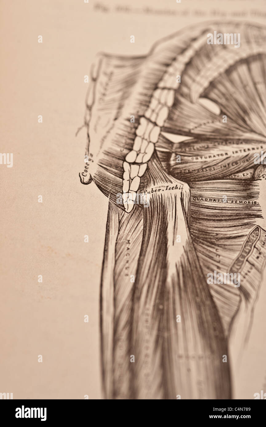 Anatomy Descriptive and Surgical Copyright 1883 Gray's Anatomy Henry