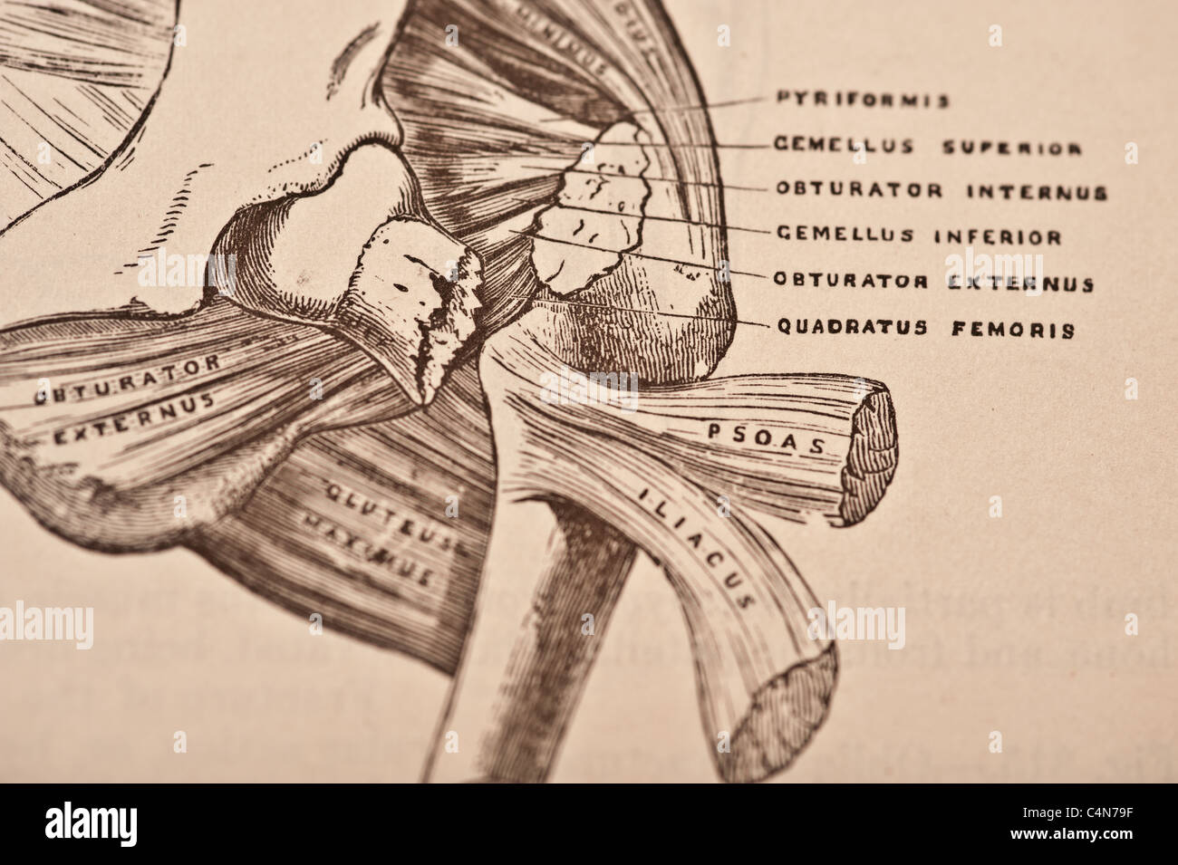 Anatomy Descriptive and Surgical Copyright 1883 Gray's Anatomy Henry