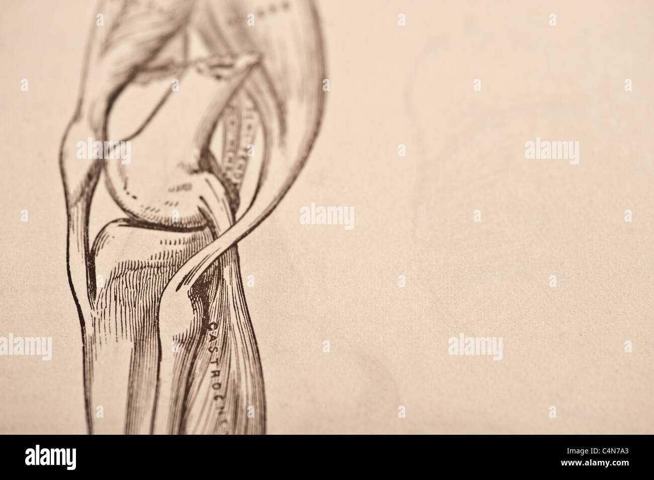 Anatomy Descriptive and Surgical Copyright 1883 Gray's Anatomy Henry