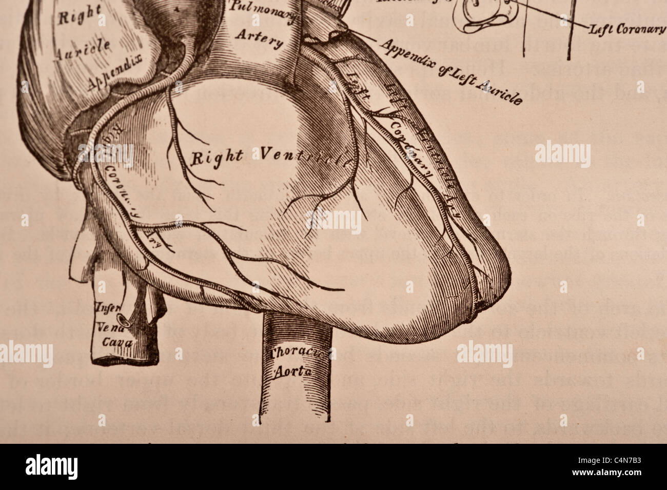 Antique medical illustration of a human heart and cardiovascular system  Stock Photo - Alamy, image size:1300x955