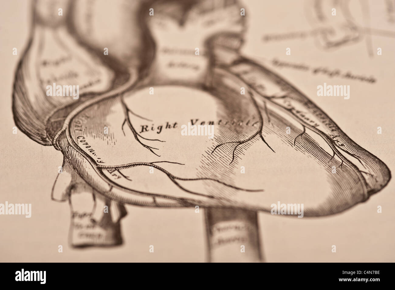 Anatomy Descriptive and Surgical Copyright 1883 Gray's Anatomy Henry