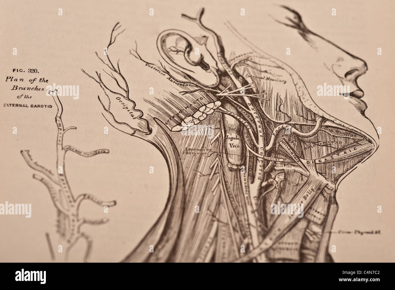Anatomy Descriptive and Surgical Copyright 1883 Gray's Anatomy Henry