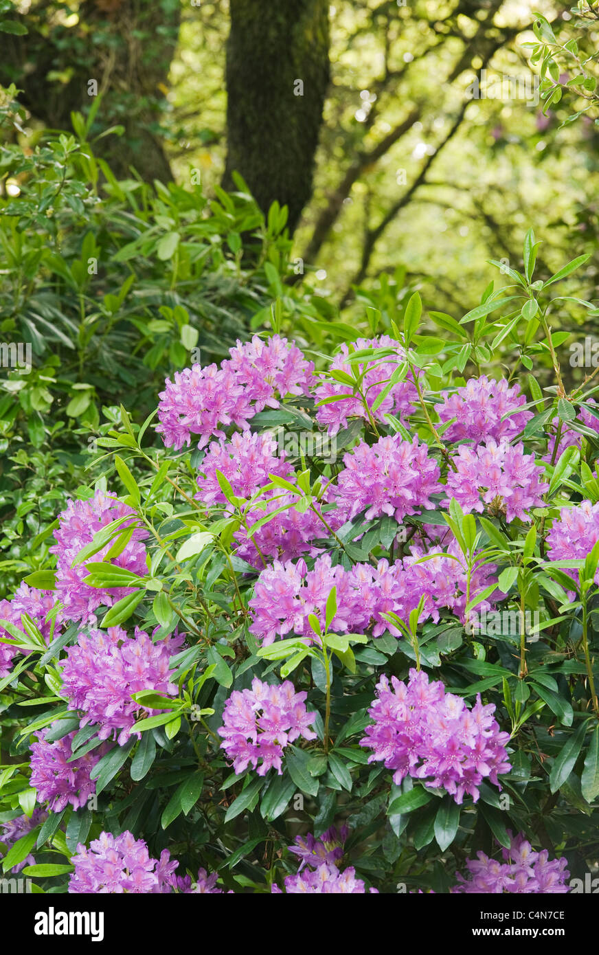 Rhododendron in bloom, Tresco island, Isles of Scilly, Cornwall, England, UK Stock Photo