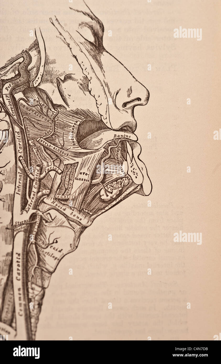 Anatomy Descriptive and Surgical Copyright 1883 Gray