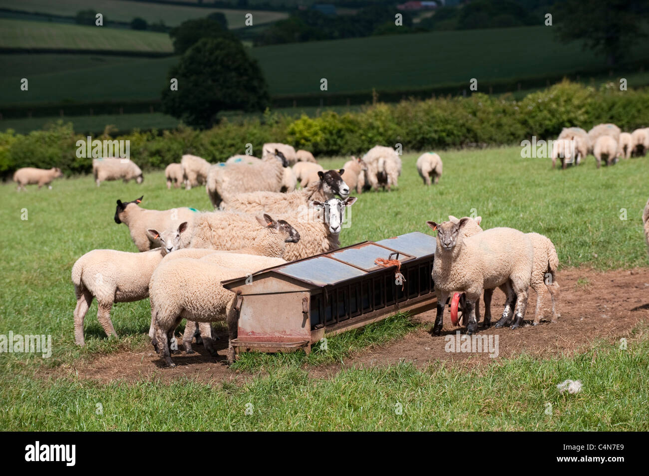 Lambs around a creep feeder, which allows lambs to feed but not ewes. Stock Photo