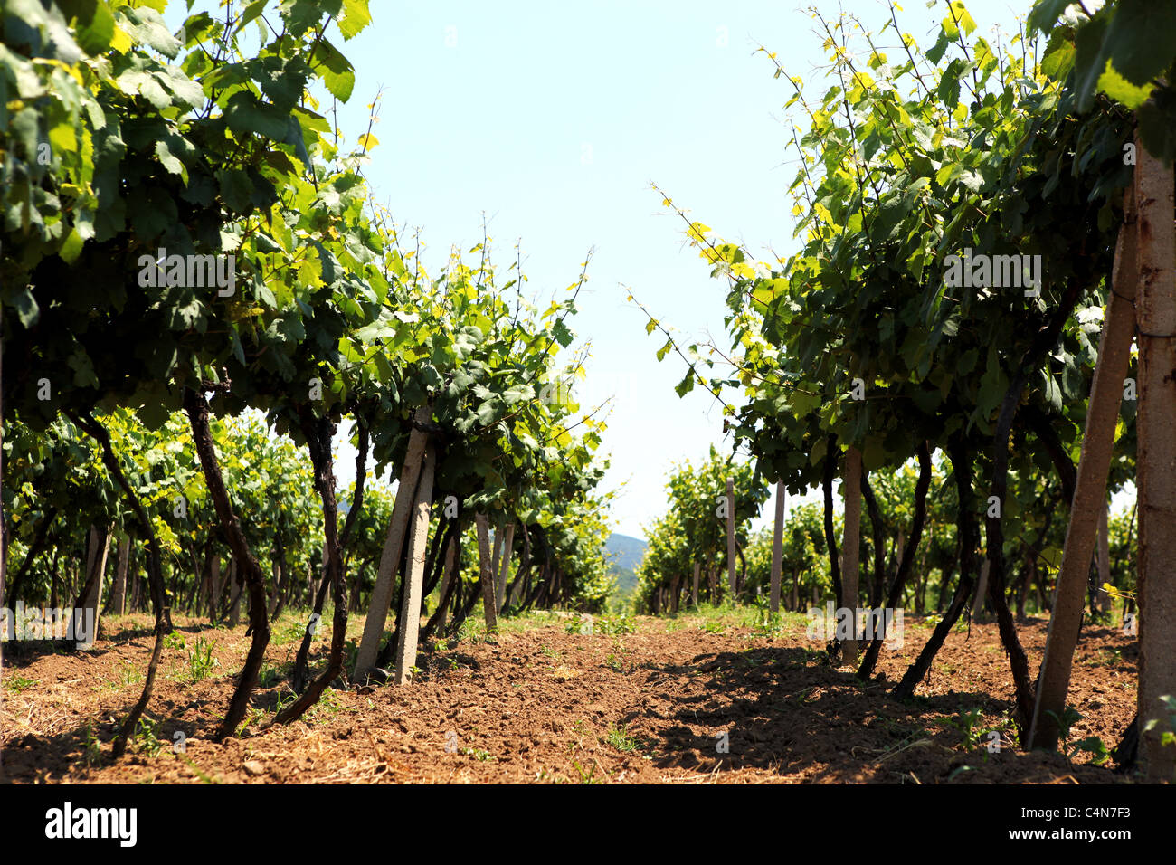 Beautiful rows of grapes before harvesting Stock Photo Alamy