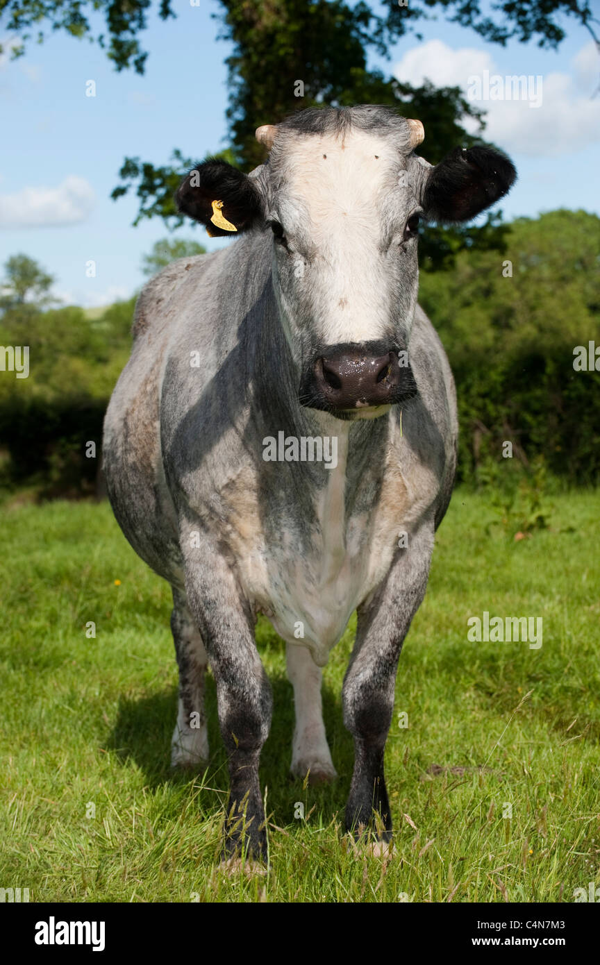 Suckler beef cattle and calves in Devon Stock Photo Alamy