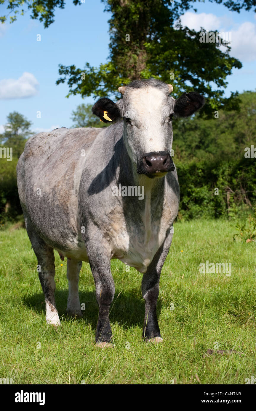 Suckler beef cattle and calves in Devon Stock Photo Alamy