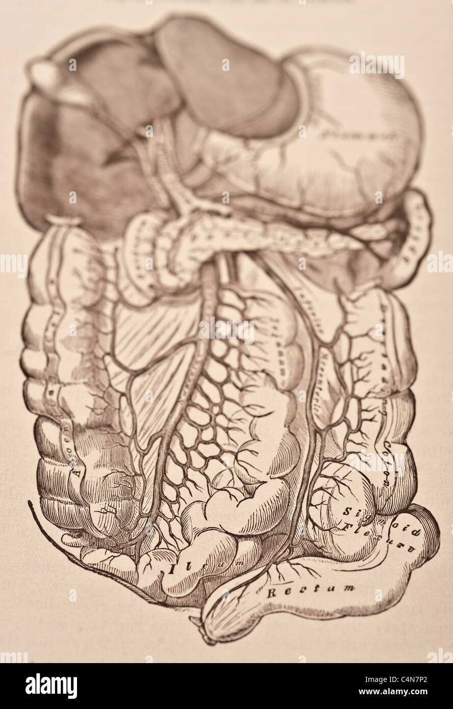 Antique medical illustration of human viscera, internal organs and the ...