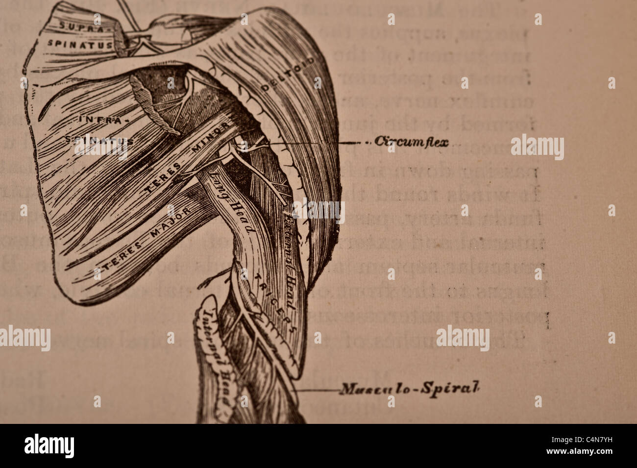 Grays anatomy hi-res stock photography and images - Alamy