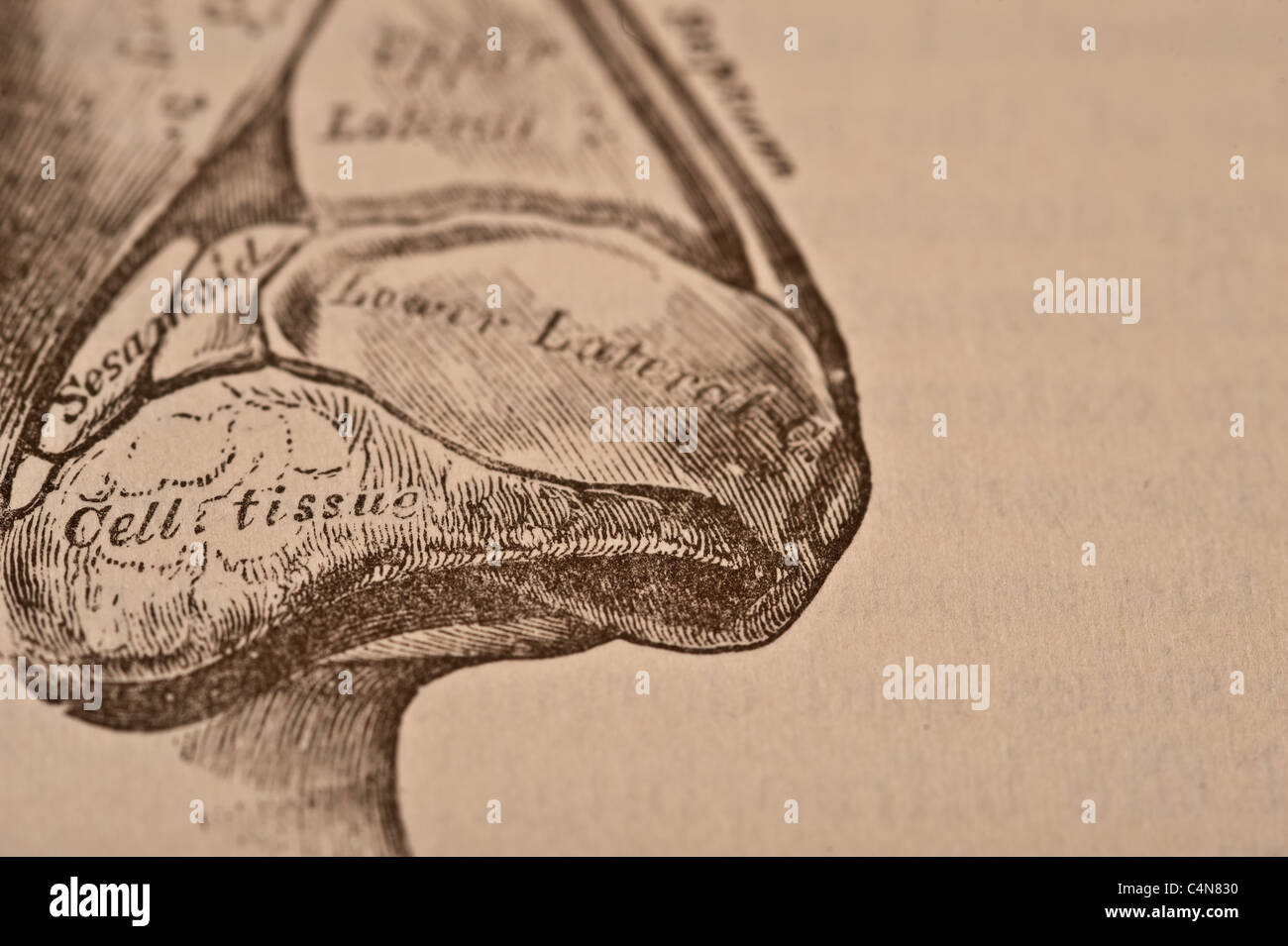 Anatomy Descriptive and Surgical Copyright 1883 Gray's Anatomy Henry