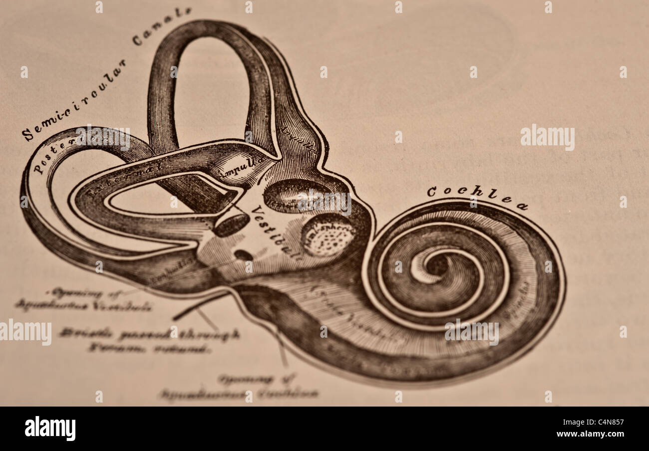 Grays anatomy hi-res stock photography and images - Alamy