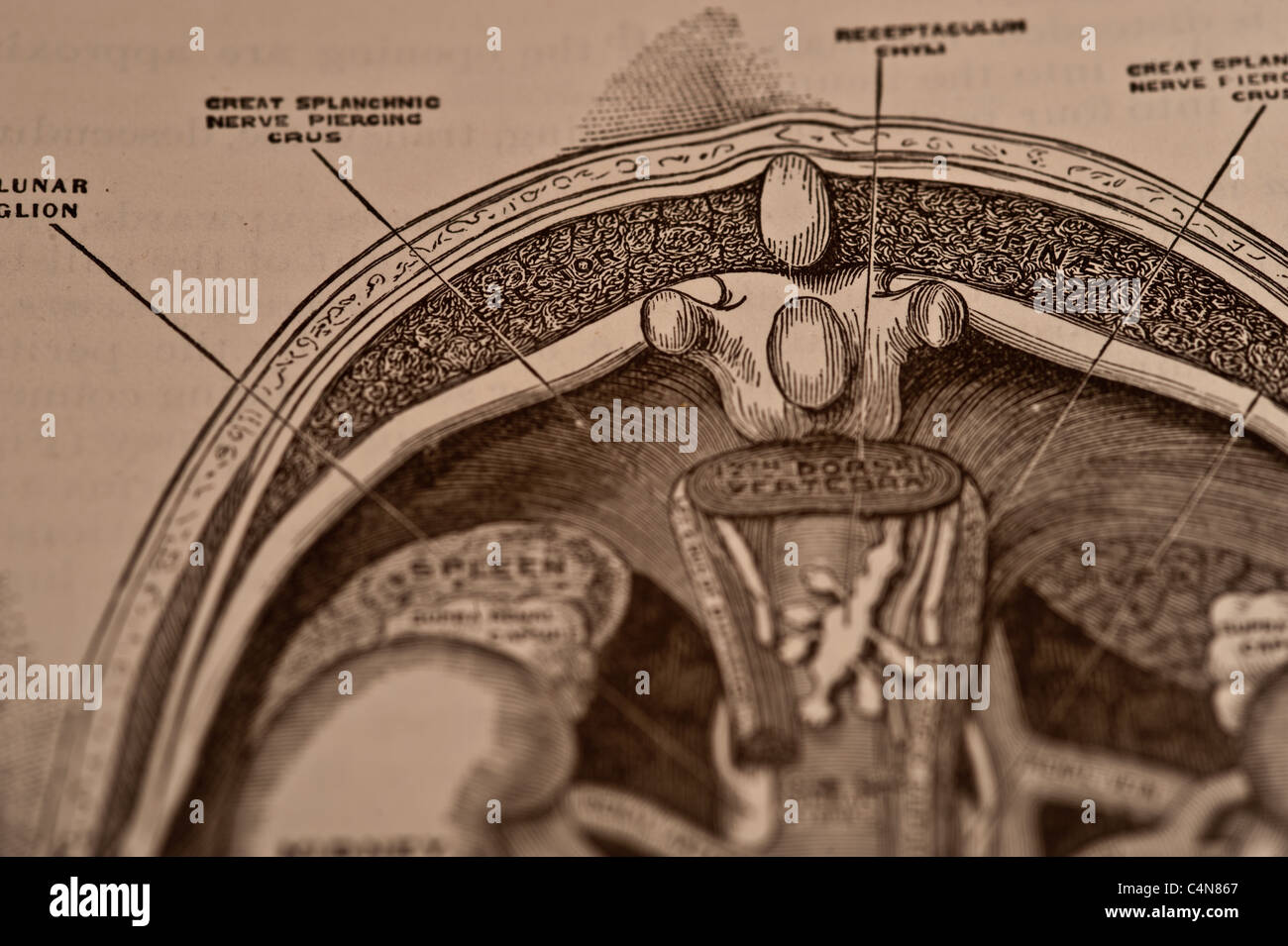 Anatomy Descriptive and Surgical Copyright 1883 Gray's Anatomy Henry