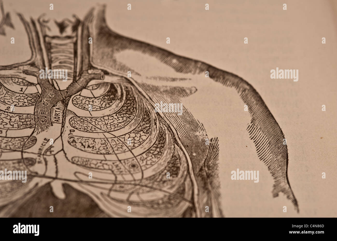 Anatomy Descriptive and Surgical Copyright 1883 Gray's Anatomy Henry