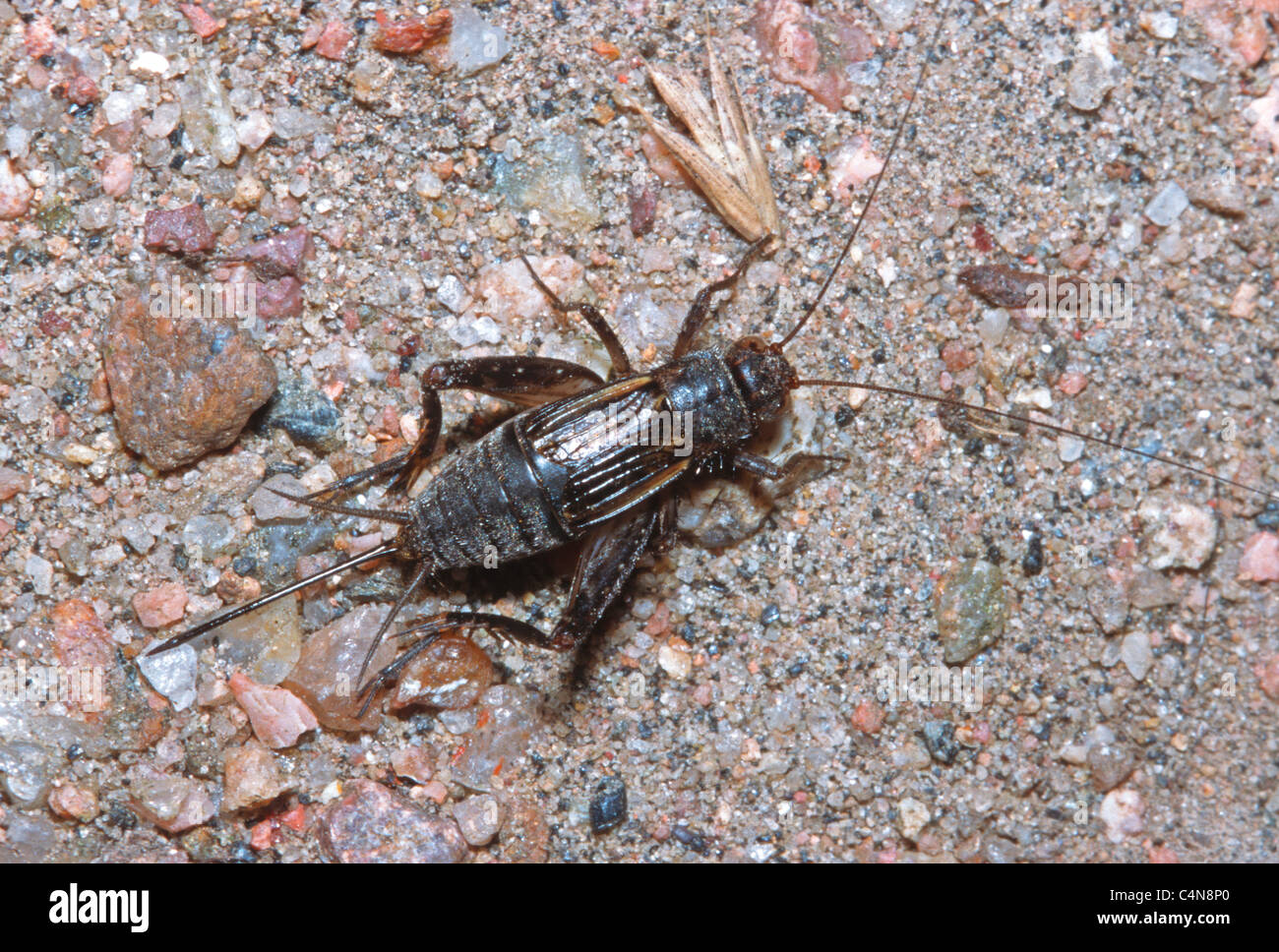 Overhead view of female Field Cricket (Gryllus assimilis), showing
