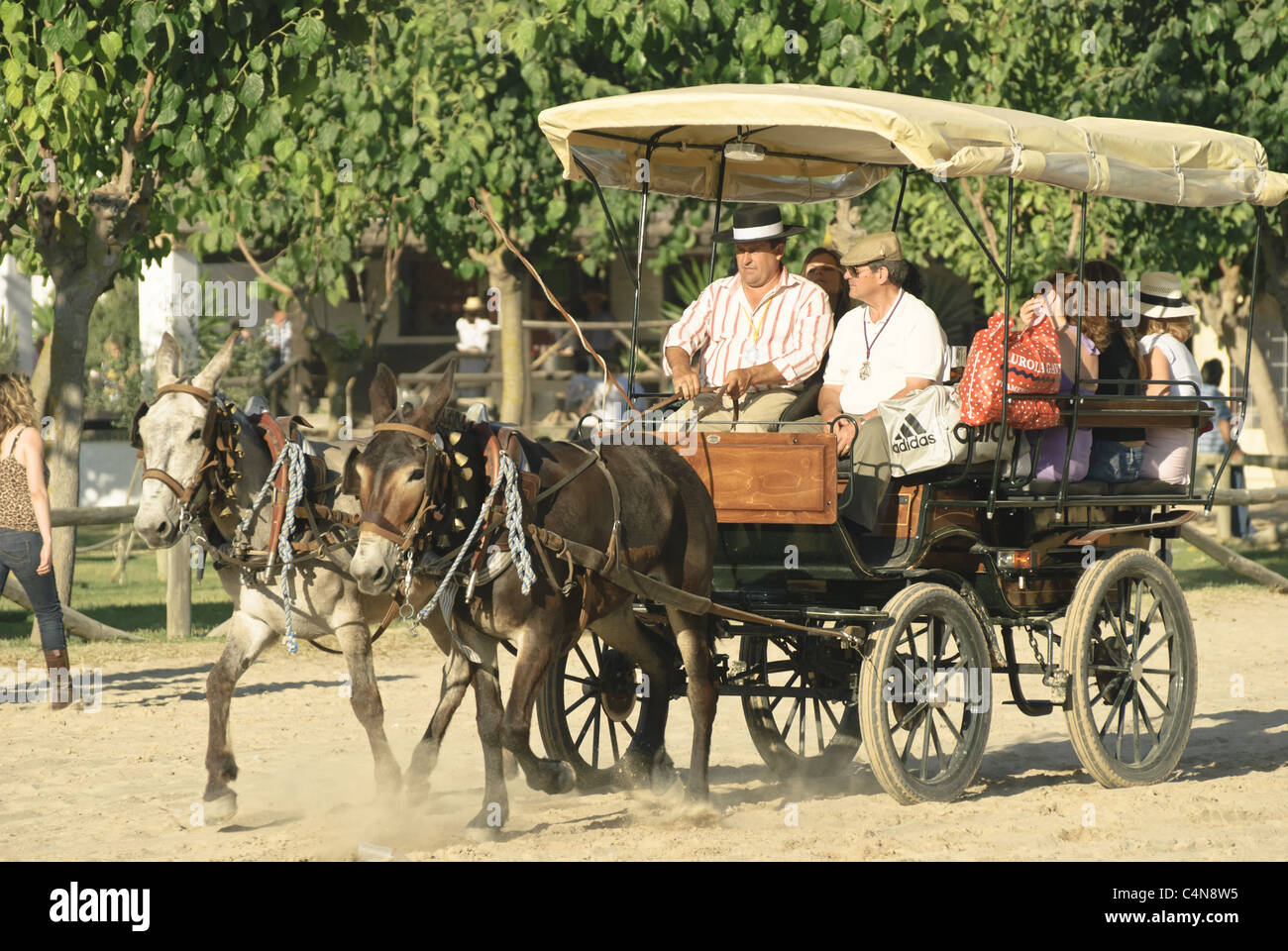 Mule Drawn Wagon High Resolution Stock Photography and Images Alamy