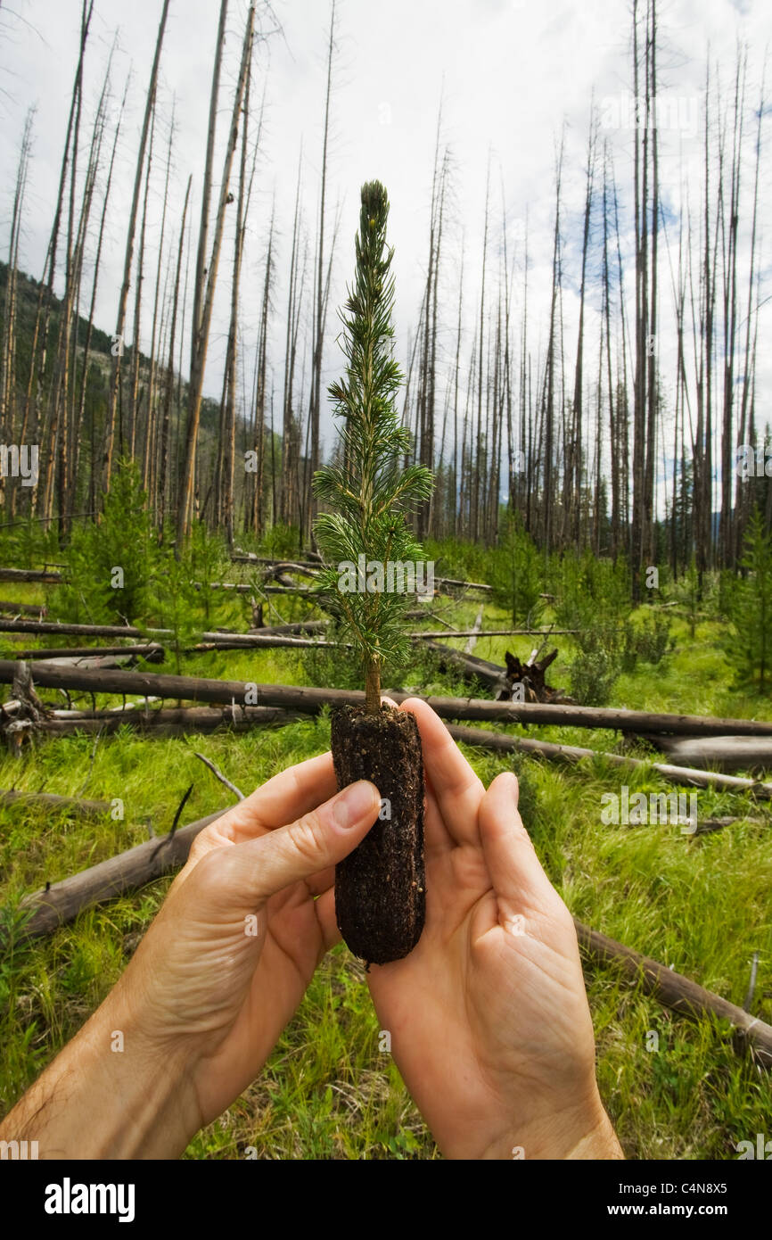 Hands holding fir sapling in a forest of burned trees. Stock Photo