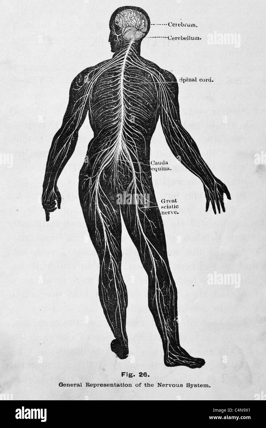 The Endocrine System Black and White Stock Photos & Images - Alamy