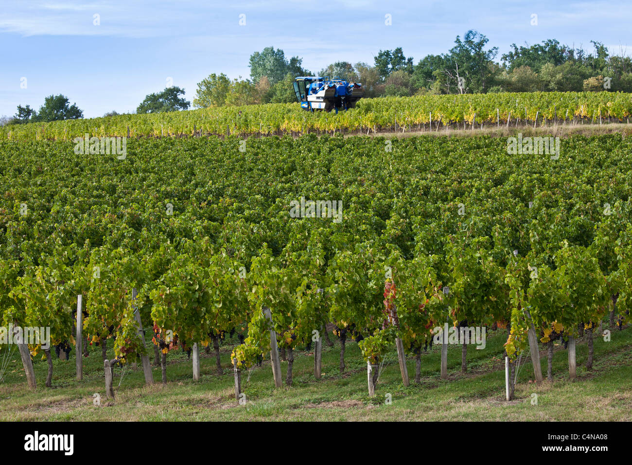 Vine tractor at work during vendange harvest in vineyard at St Emilion, Bordeaux wine region of France Stock Photo