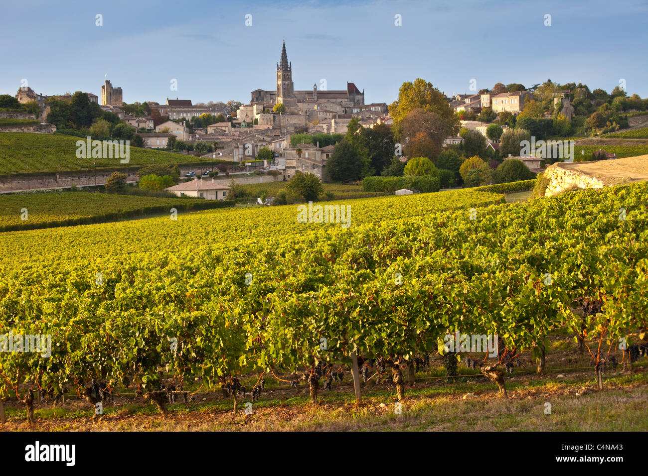 Ripe black grapes in vineyard and the town of St Emilion in the Bordeaux wine region of France Stock Photo