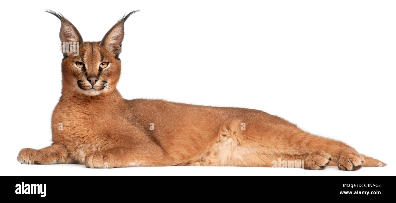 Caracal, Caracal caracal, 6 months old, lying in front of white background Stock Photo