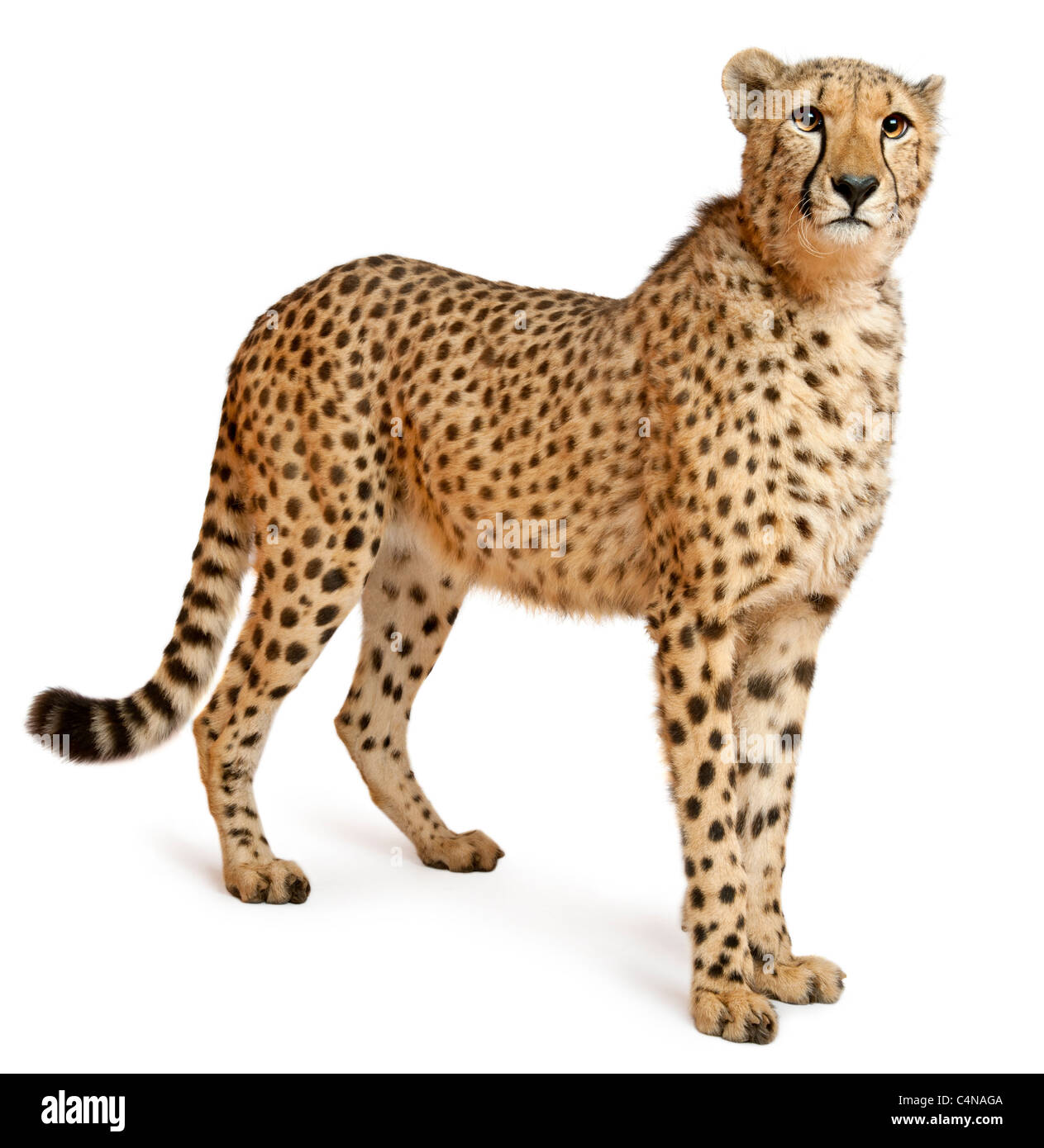 Cheetah, Acinonyx jubatus, 18 months old, standing in front of white background Stock Photo