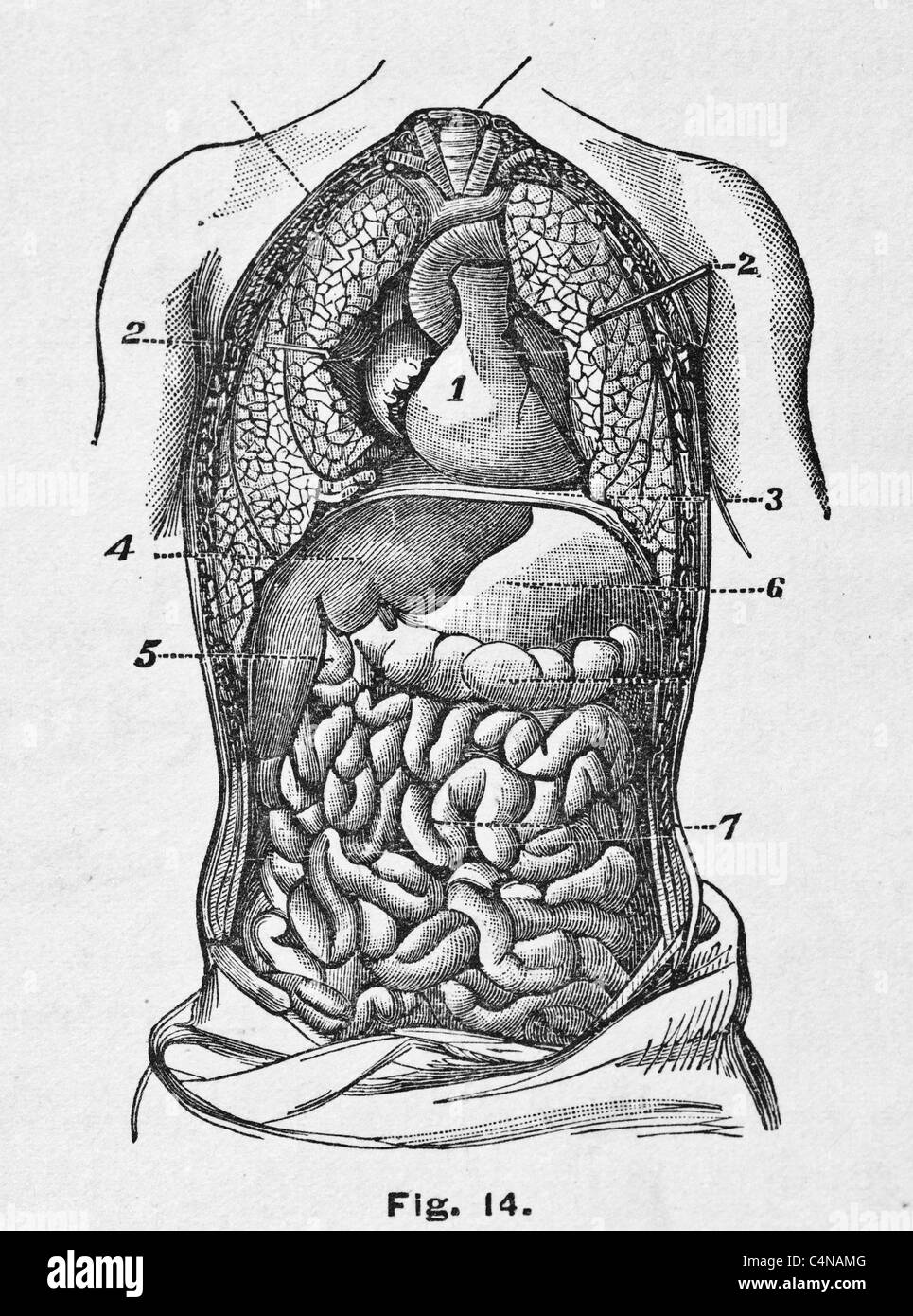 И других органов брюшной полости. Органы брюшной полости. Расположение органов брюшной полости. Органы брюшной полости рисунок. Анатомия брюшной полости человека.